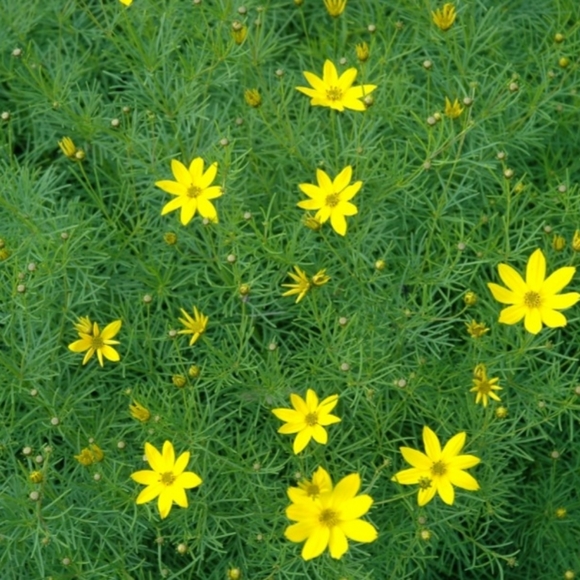 Fern Leaf Coreopsis. 4 plants $15 - Picture 1 of 2